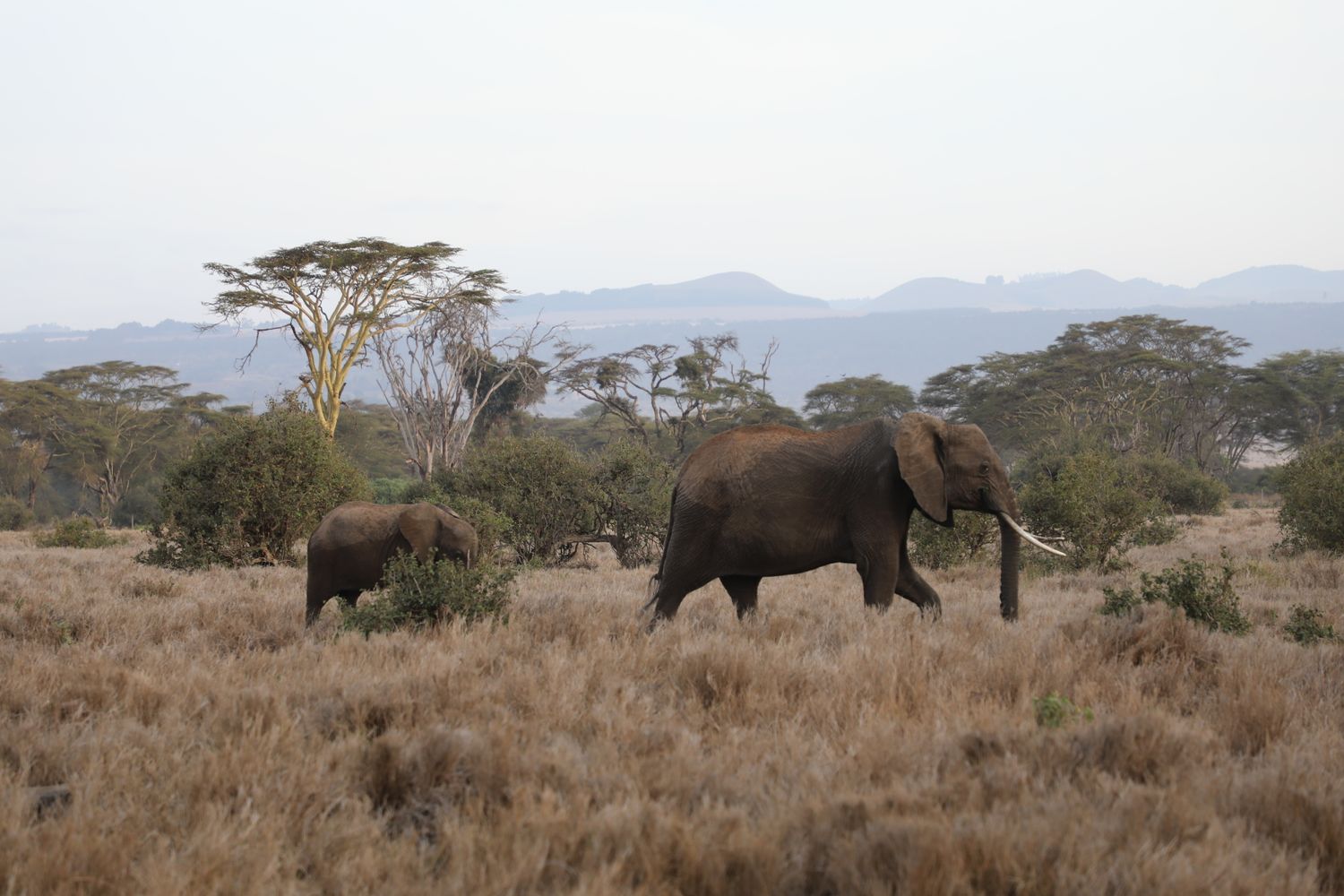 Africa Conservation Impact banner