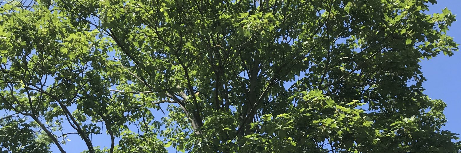 Poppy Corbett banner