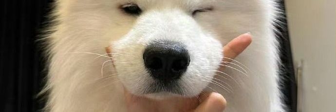 shizukawaii🤭 banner