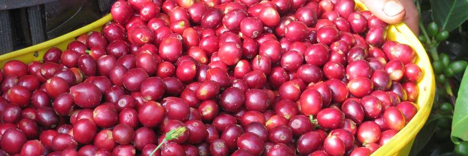 Cafe Devoción banner