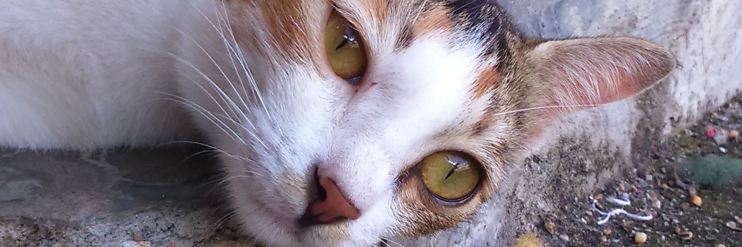 Andisuci_R's profile banner image