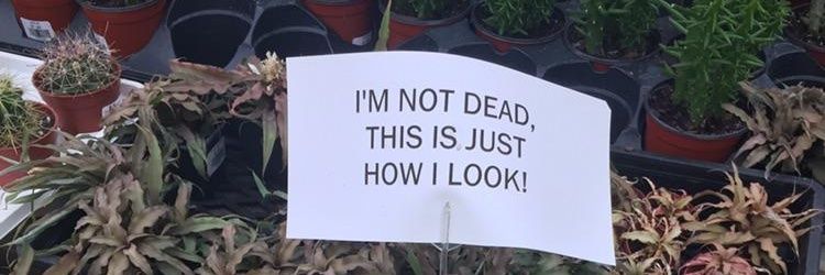 🧟 banner