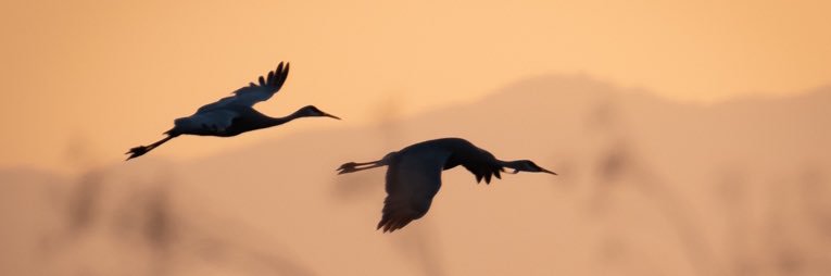 michelelabelle banner