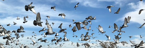 _cyrilzhang Profile Banner