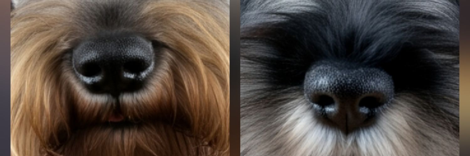 Rebecca 🎾🦇🚪 banner