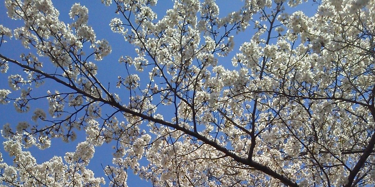 aasousakura's profile banner image