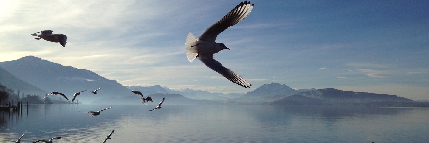 ahorstmann's profile banner image