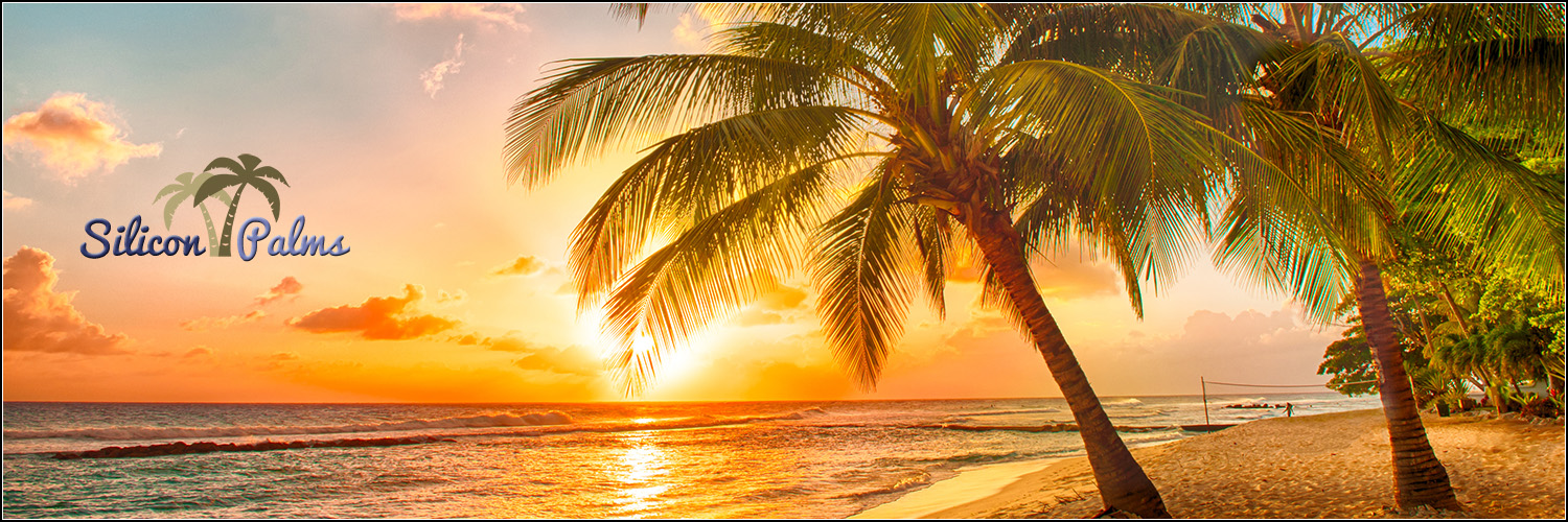 siliconpalms's profile banner image