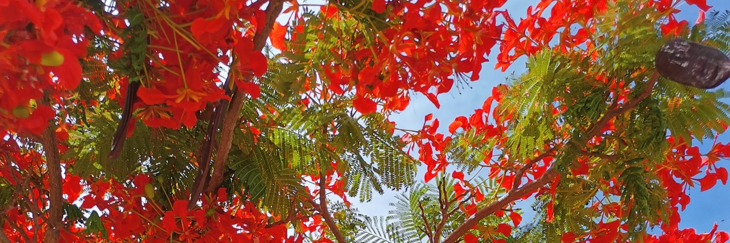 Dasdarfdochwohlnichtwahrsein! 🇩🇪 banner