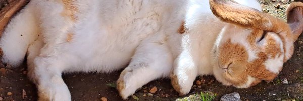 FlanTheBunny Profile Banner