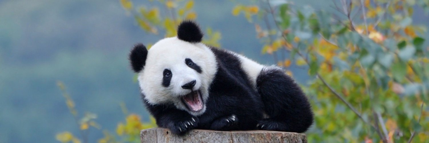 fooodle 🐼👹🐼 banner