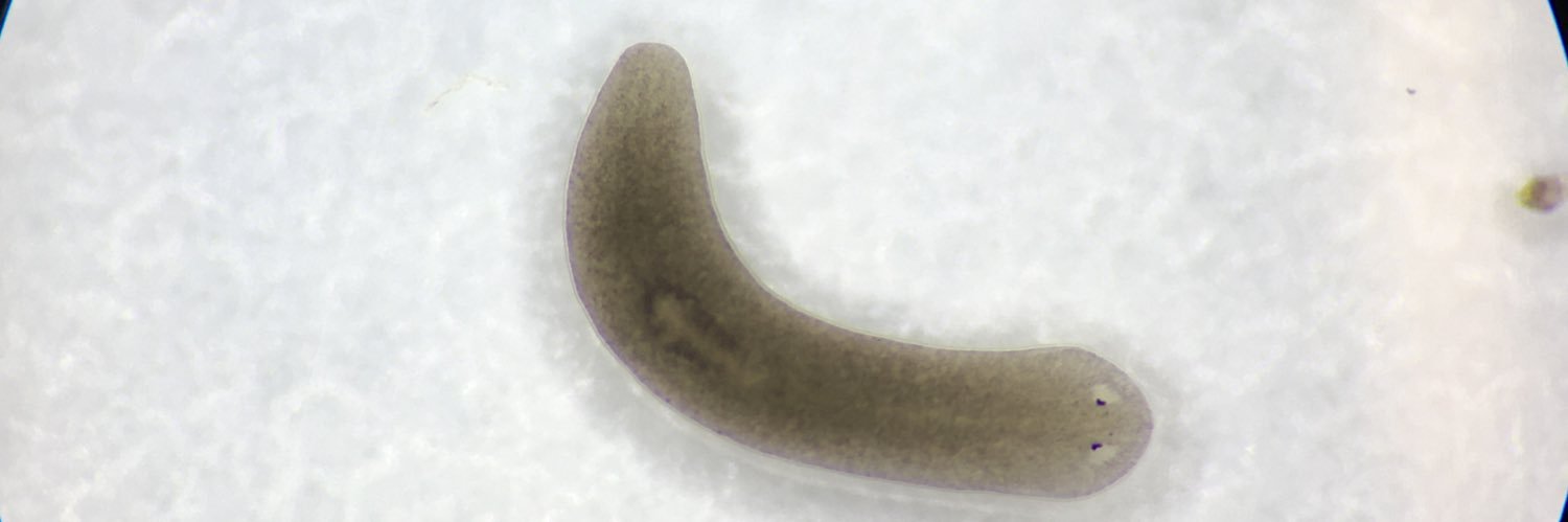 Taylor Medlock-Lanier banner