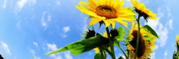 nabehonbu Profile Banner