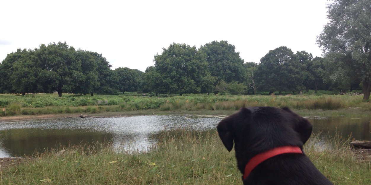 LadyGundog's profile banner image