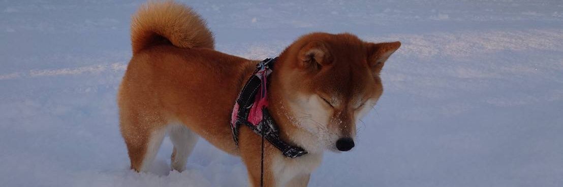 tsui_oops's profile banner image