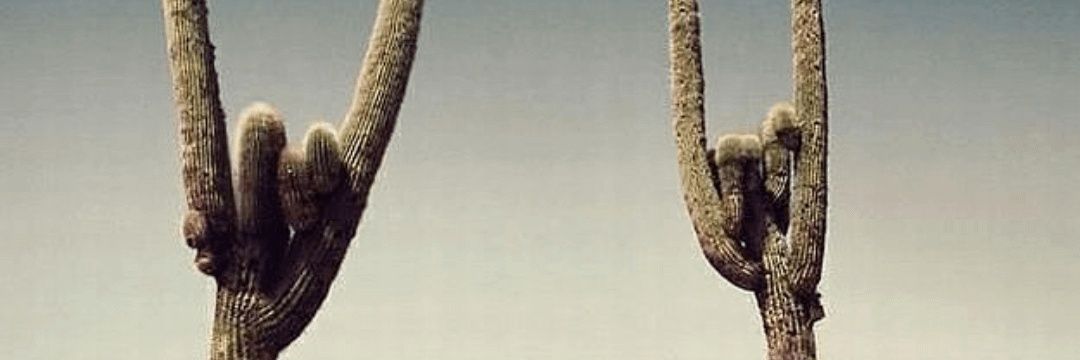Desert Shark banner