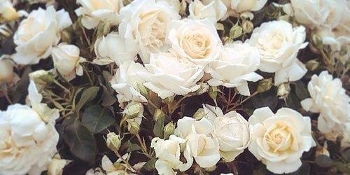 llarrass's profile banner image