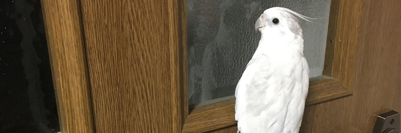 ニイロ🐦 banner