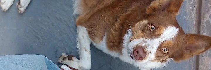 luizaandr's profile banner image