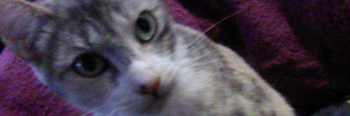amberbentley1's profile banner image