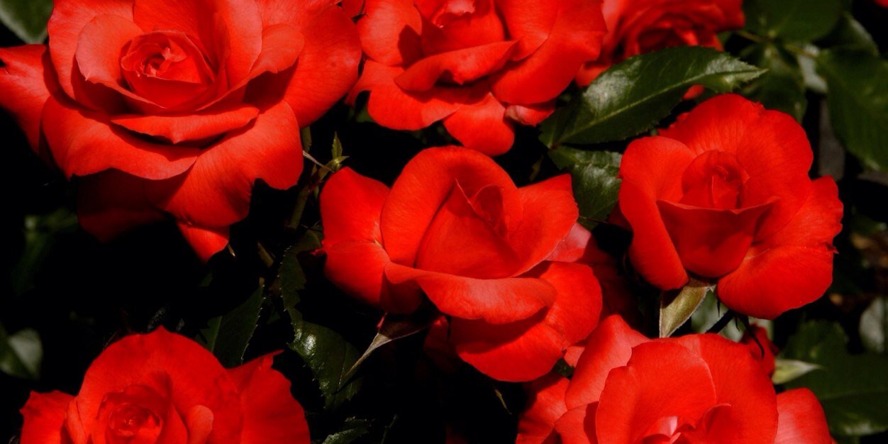 linsdayIohan's profile banner image