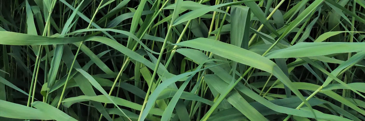 Schilf weht im Wind banner