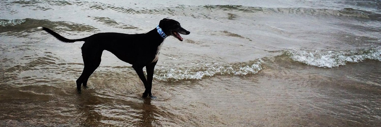 TwirlyTwyla 🌪 banner