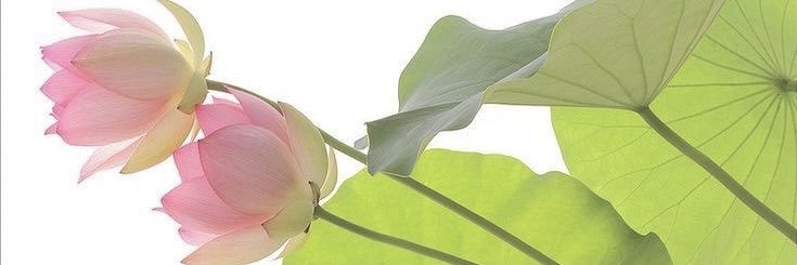 𓇢𓆸 banner