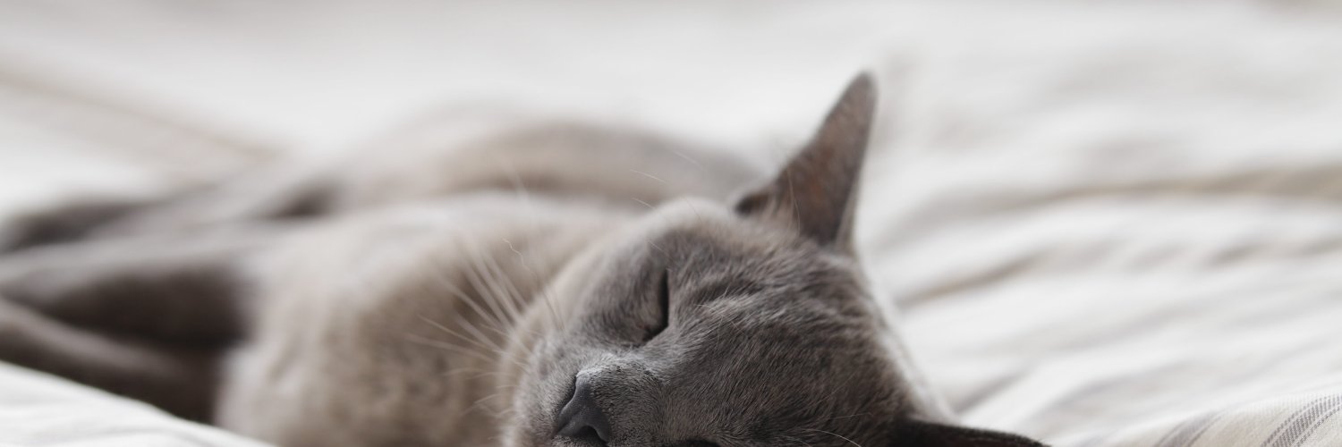 BlueCat Design banner