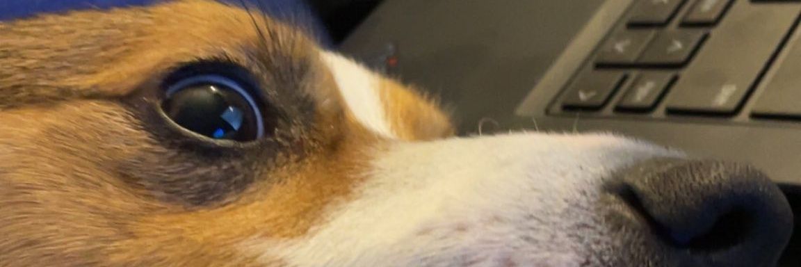 MuddieToes.BTC FifaWorldCup26.BTC banner