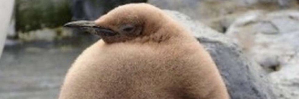 Roger Bricksworth banner