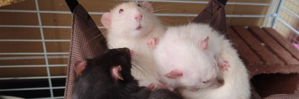 AngryTwiRatNerd Profile Banner