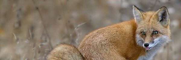 WyattFoxface Profile Banner