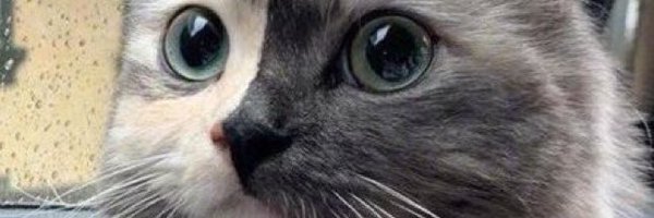 ijustacatt Profile Banner