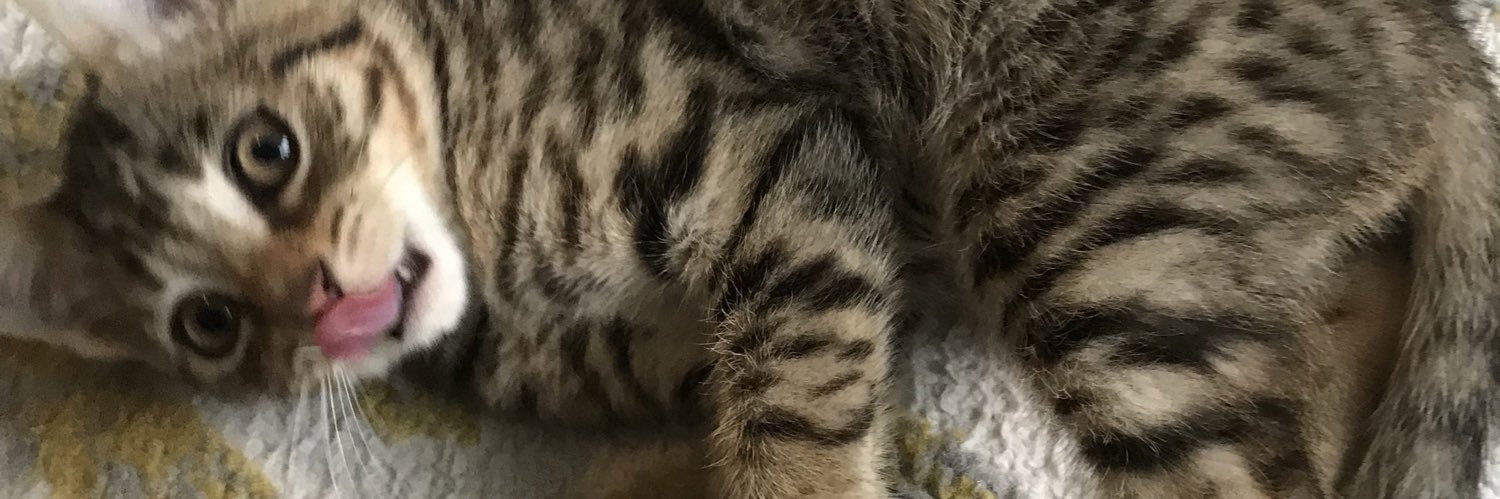 LilyTinyBeans's profile banner image