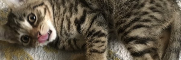 Lily Beans Profile Banner