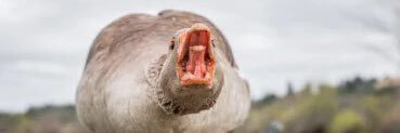 Goose Boy banner