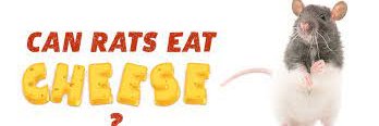 HuMuvedMyCheeze's profile banner image