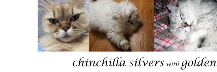 webuddha's profile banner image