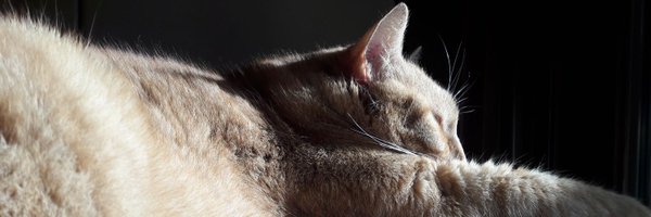 Liecomj Profile Banner