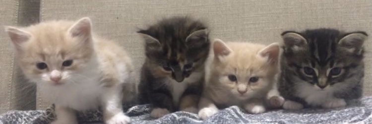 val :3 banner