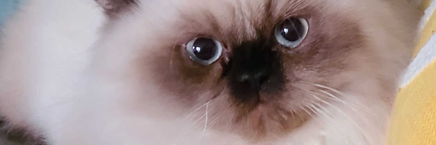 Snooktydoo's profile banner image