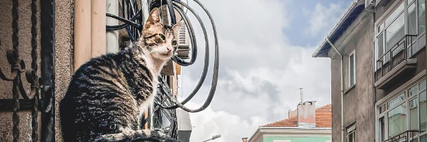 hashflowbot's profile banner image