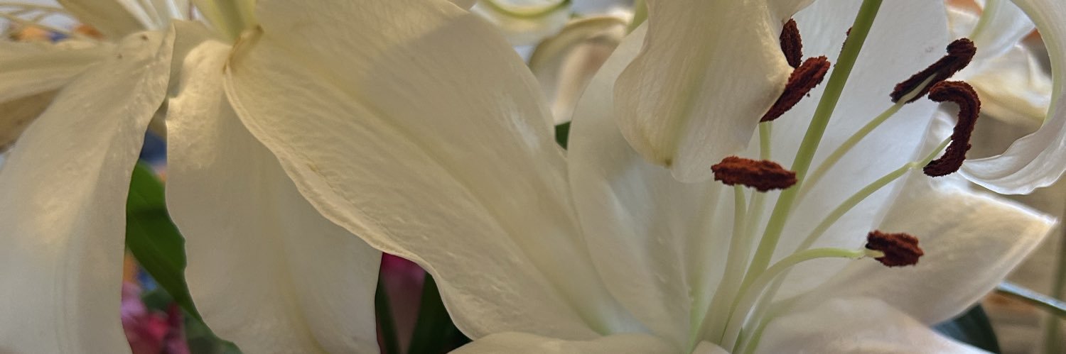 🍎🌸☘️akemi🌼🌱 banner