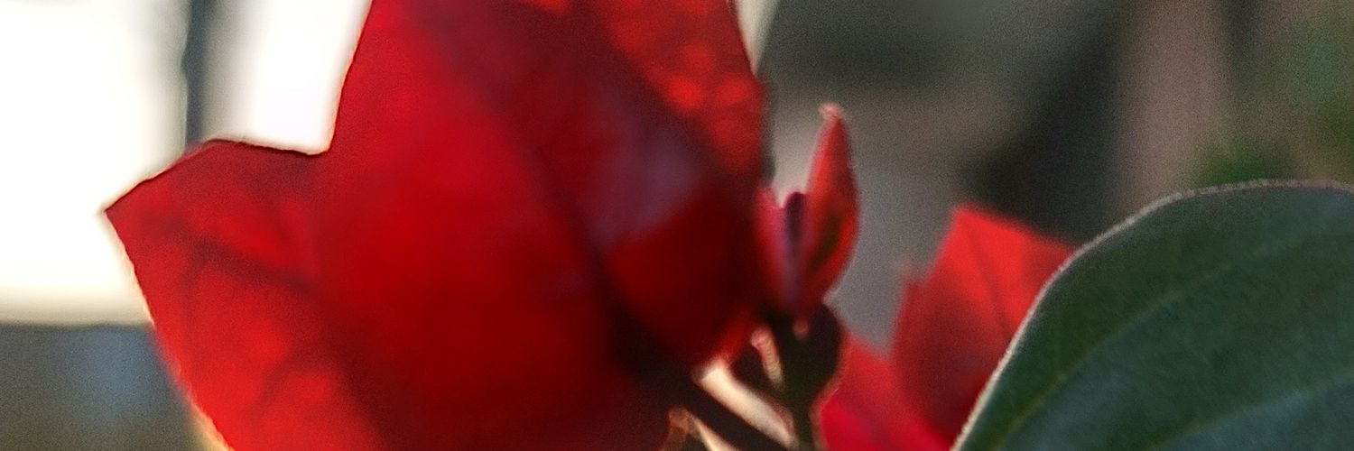 nazanin321's profile banner image