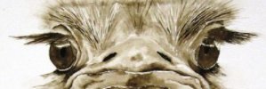 elton_prins's profile banner image