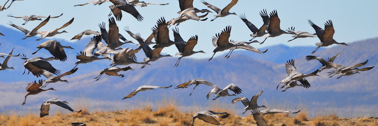 MOSAIC Database banner