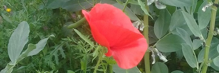 𝓖𝓾̈𝓻𝓴𝓪𝓷 __ banner