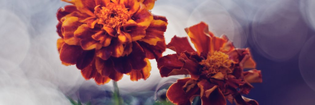 Renee009's profile banner image
