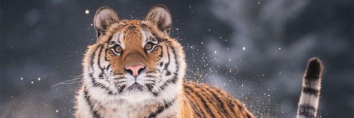 Arie Dia ♢ ไม่ยืนยันต่อ (ศิษย์เก่า) 🐯 banner